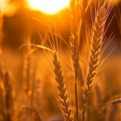 Sunset Wheat Field, Hd Picture, Scenery, Landscape Background Image And Wallpaper for Free Download